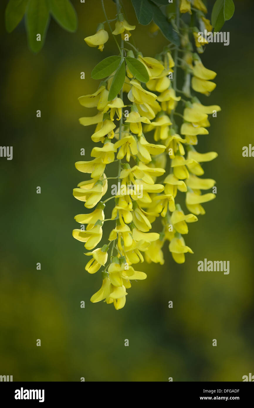 common laburnum, laburnum anagyroides Stock Photo Alamy