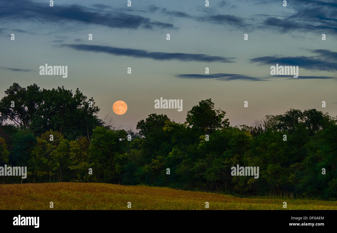 The full moon rises over the tops of a line of trees edging an autumn ...