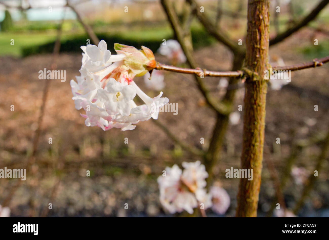 Viburnum cross Bodnantense Charles Lamont Stock Photo