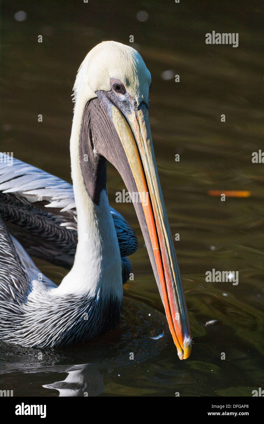 Peruvian chilean fauna hi-res stock photography and images - Alamy