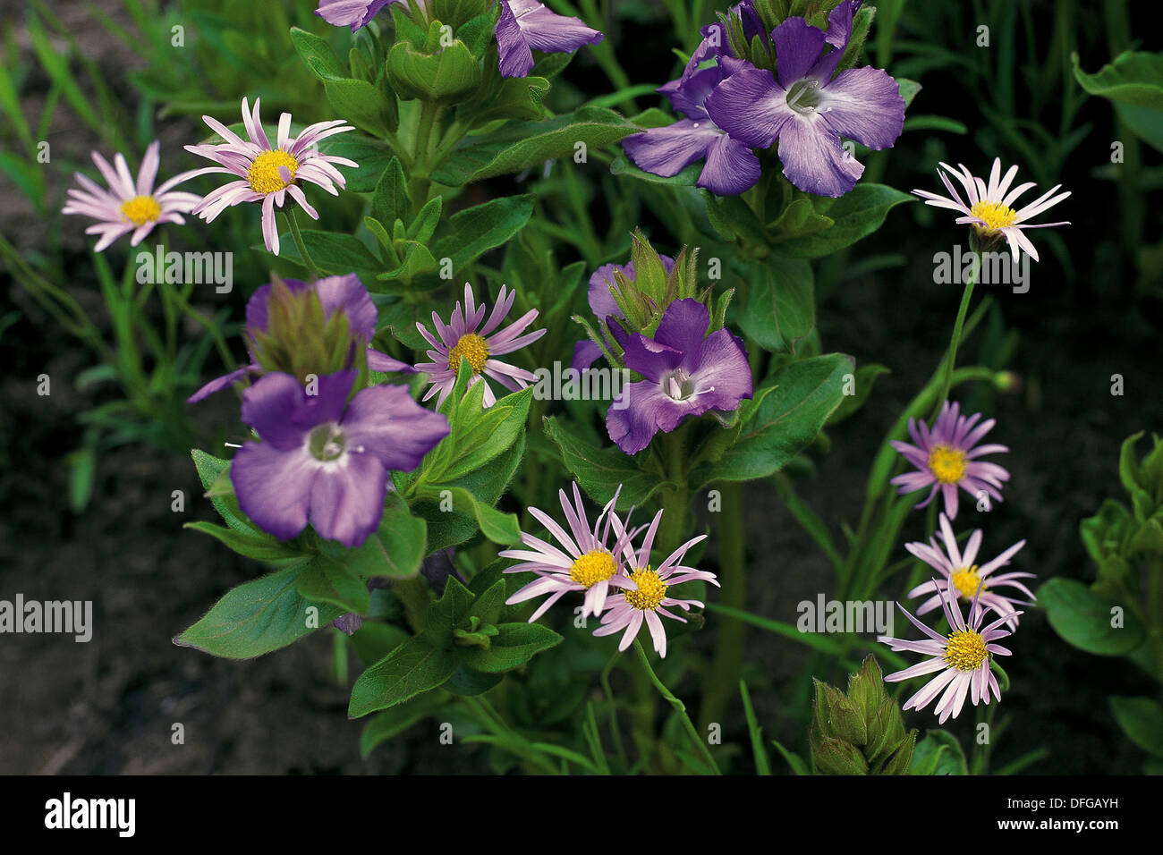 WILD FLOWERS, DRAKENSBERG Stock Photo