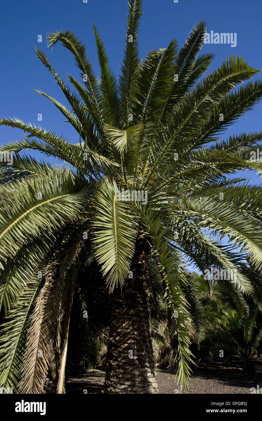 canary island date palm, phoenix canariensis Stock Photo Alamy