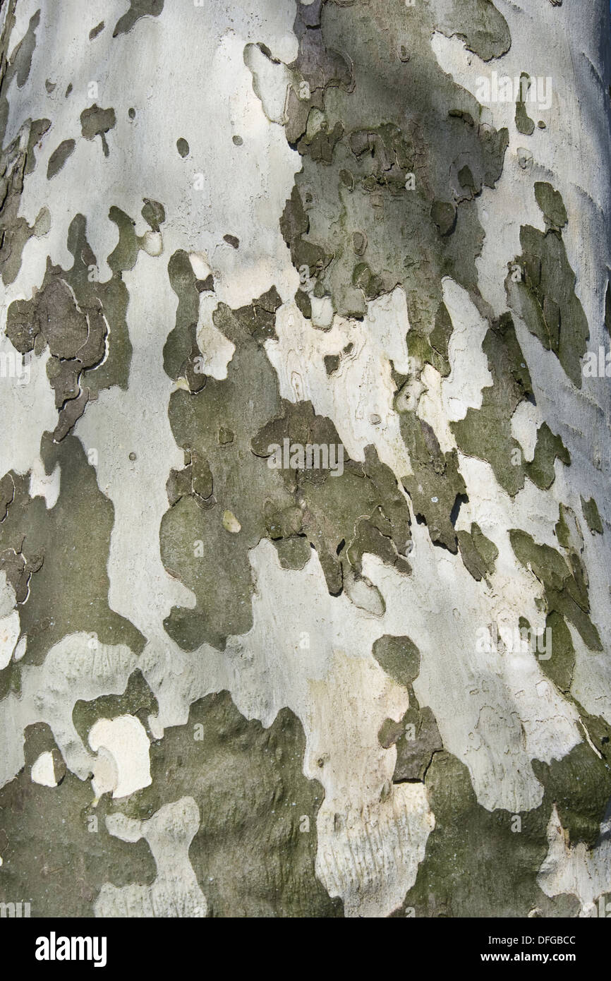 london plane, platanus x hispanica Stock Photo