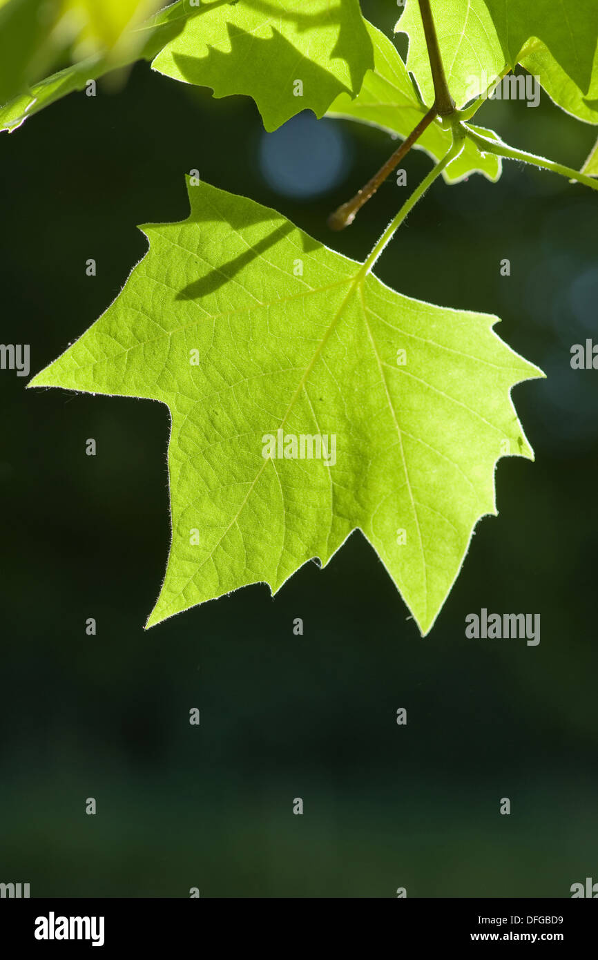 london plane, platanus x hispanica Stock Photo