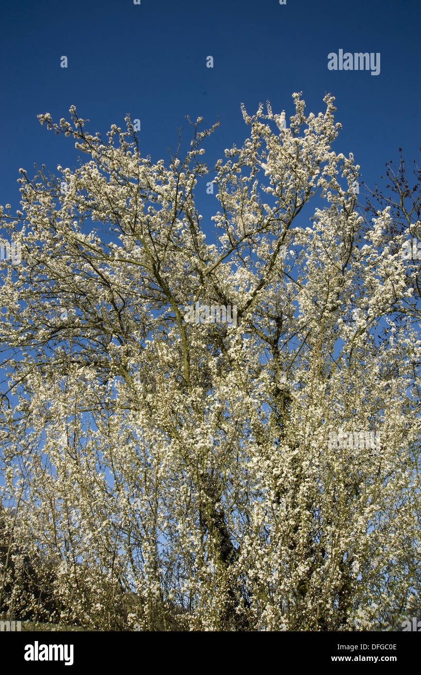 cherry plum, prunus cerasifera Stock Photo