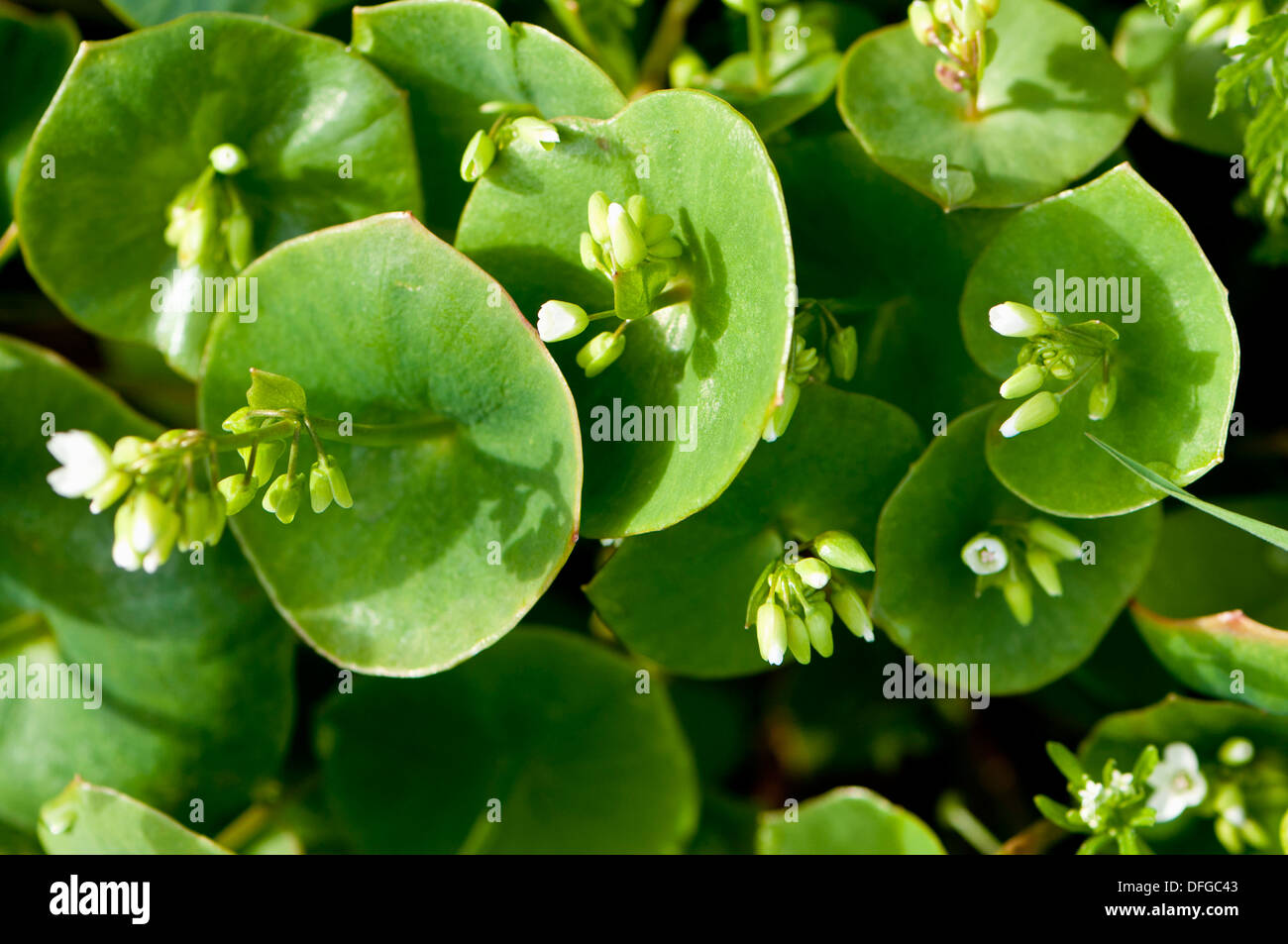 Miner´s Lettuce (Montia perfoliata) Stock Photo