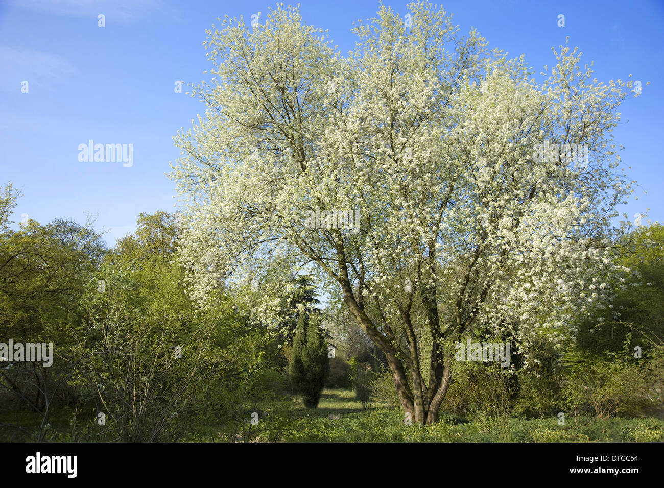 st lucie cherry, prunus mahaleb Stock Photo