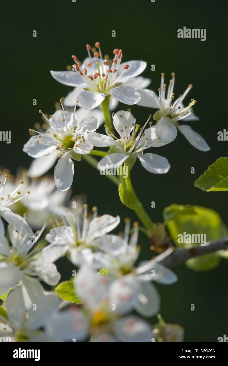 st lucie cherry, prunus mahaleb Stock Photo