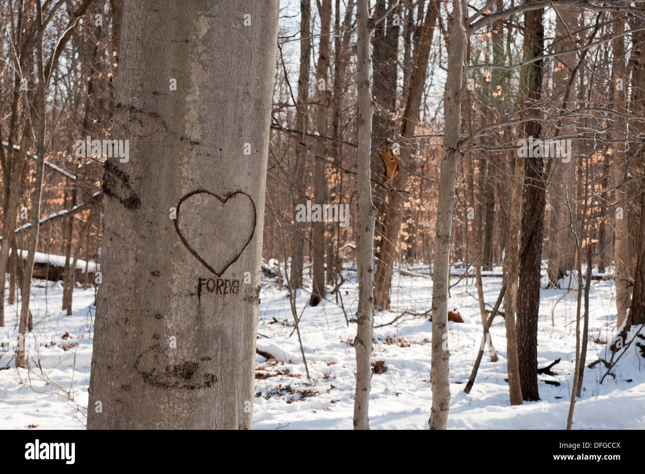 A heart and the word forever carved on a tree trunk in a winter woods. Stock Photo