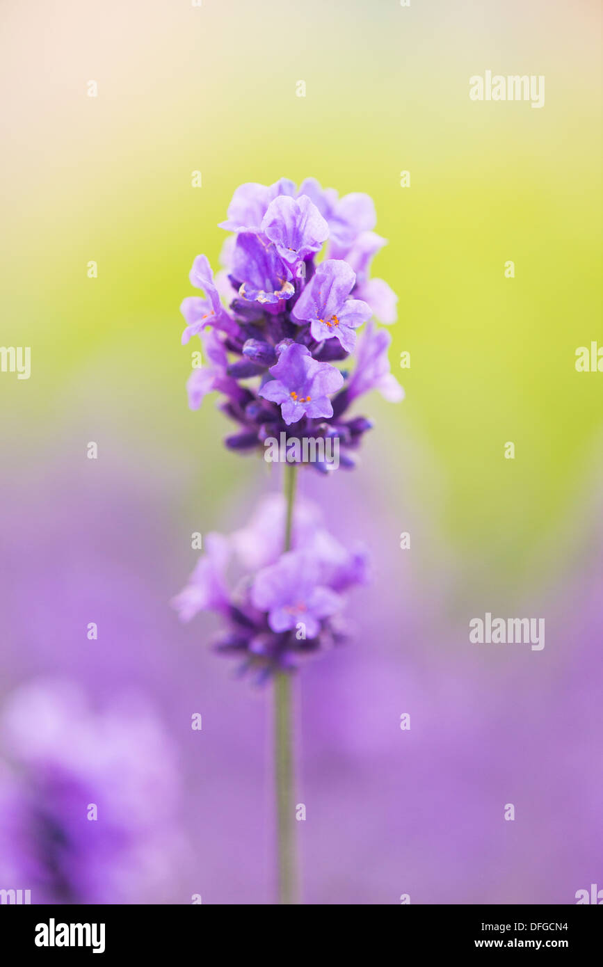 Closeup of purple lavender flower in herbal garden in summer Stock Photo