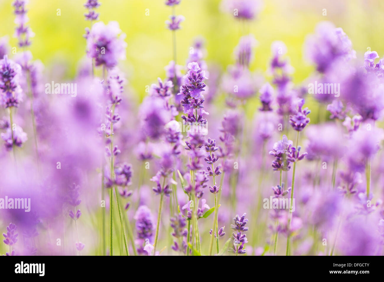Field of purple lavender flowers in summer Stock Photo