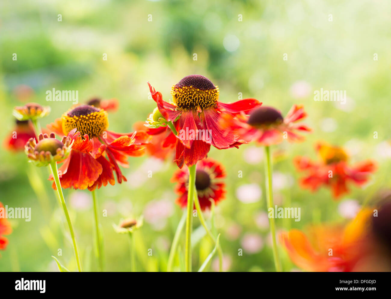 Fresh red summer flowers in garden Stock Photo