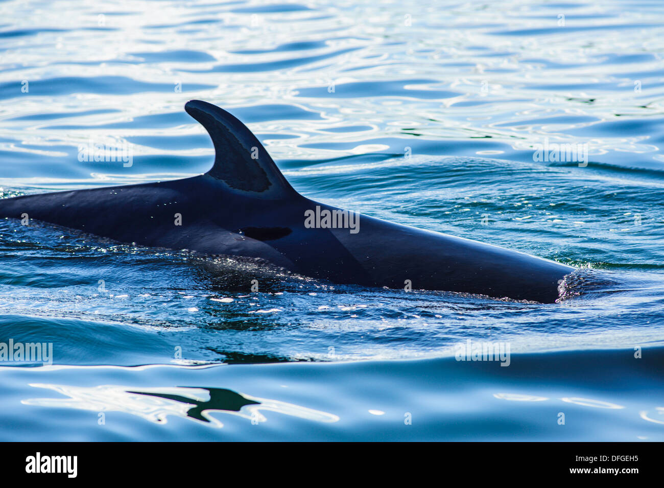 minke whale fin Stock Photo - Alamy
