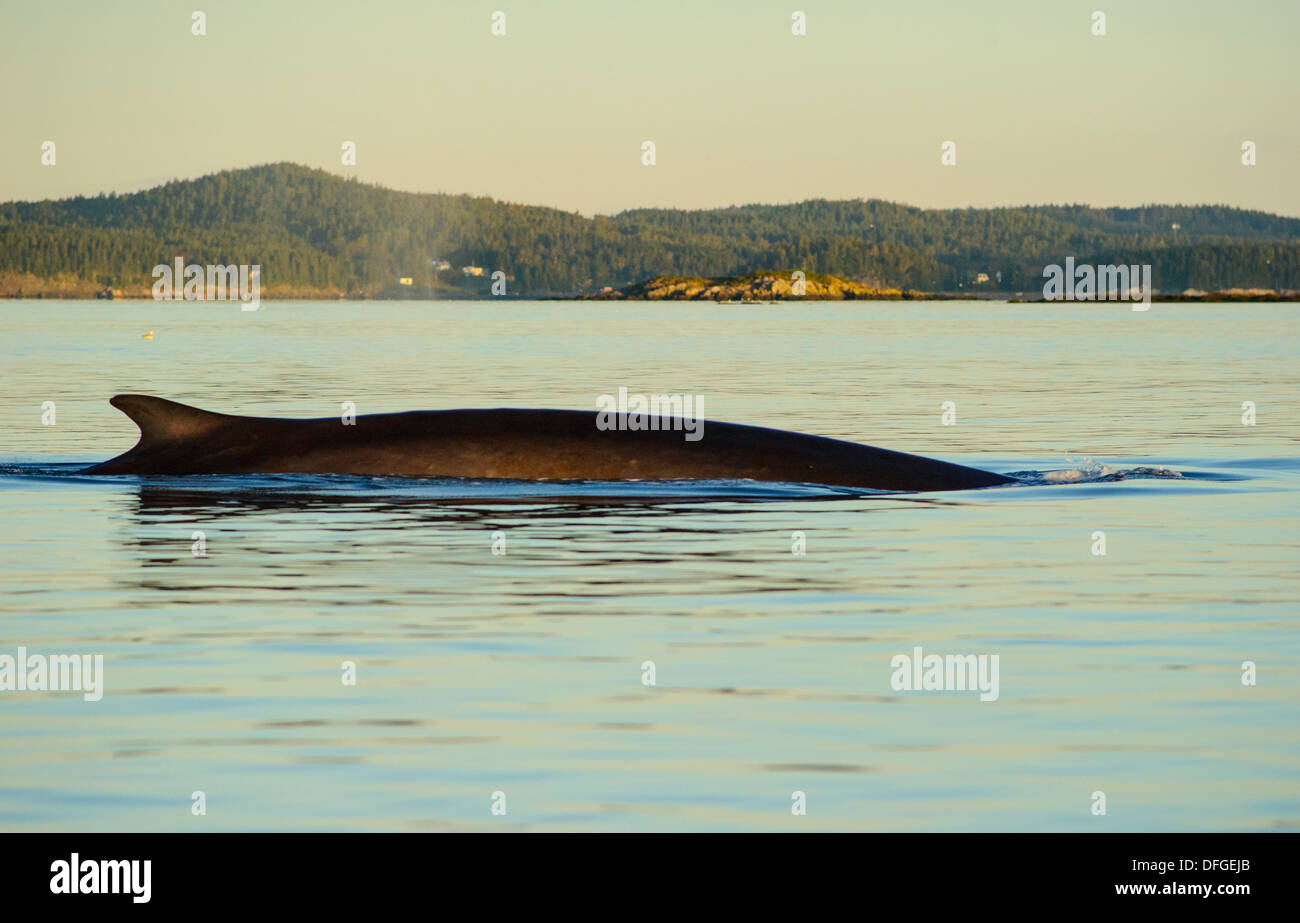 finback whale in the bay of fundy Stock Photo Alamy