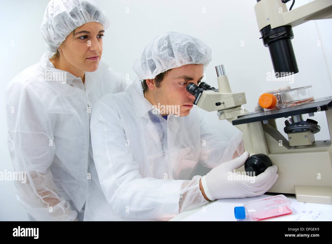 Researchers looking through an inverted microscope how a cell line