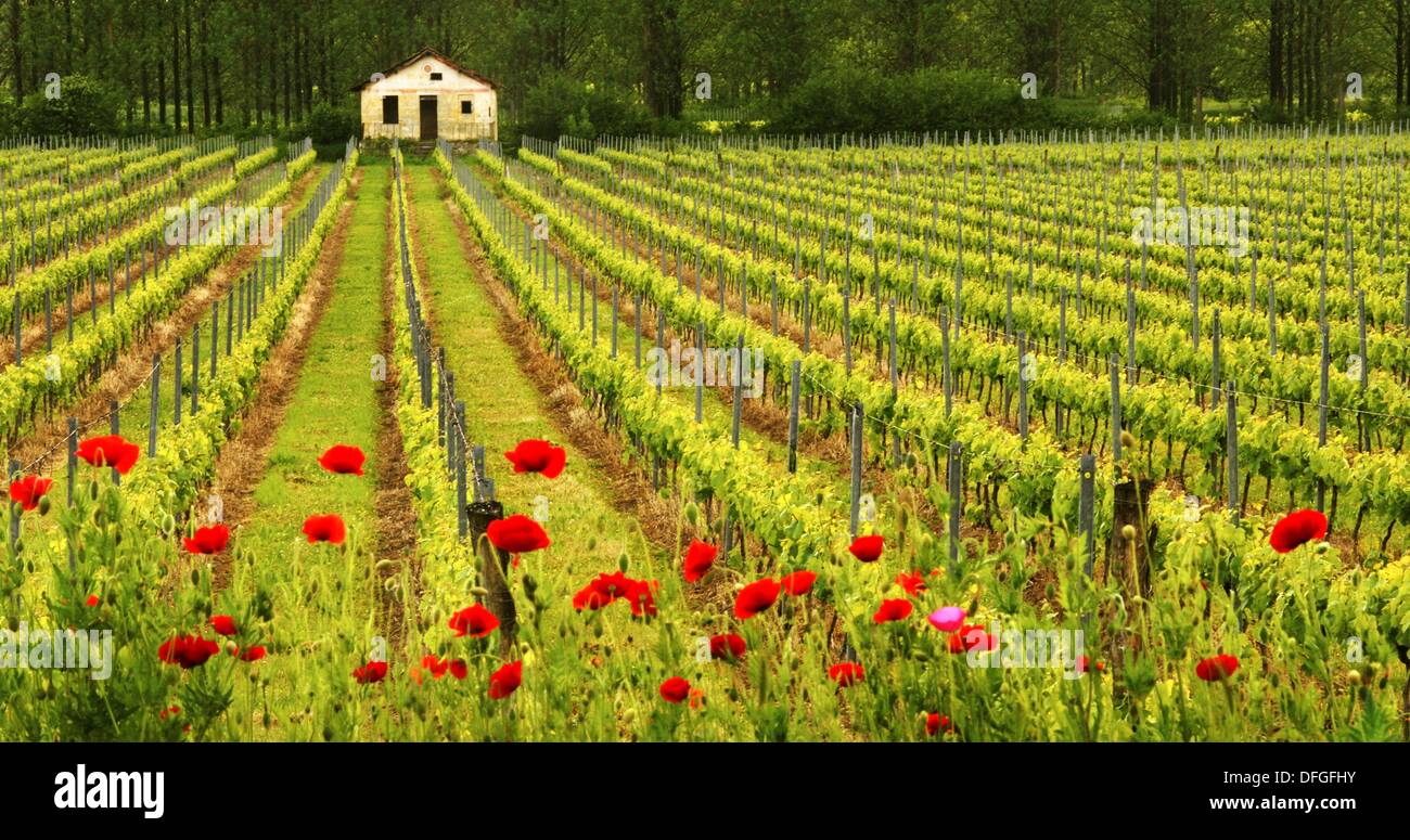 Vineyard near Quinsac, Entre Deux Mers wine area, in the Bordeaux wines district, Gironde, Aquitaine, France Stock Photo