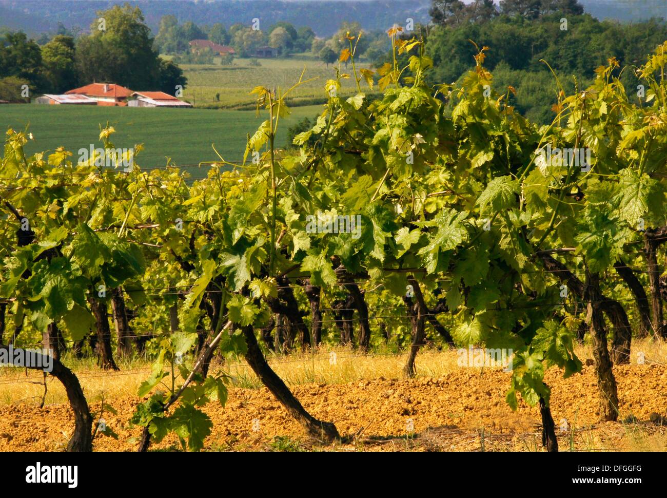 Spring in the vineyards of Domaine de Joÿ wines and armagnac estate, at
