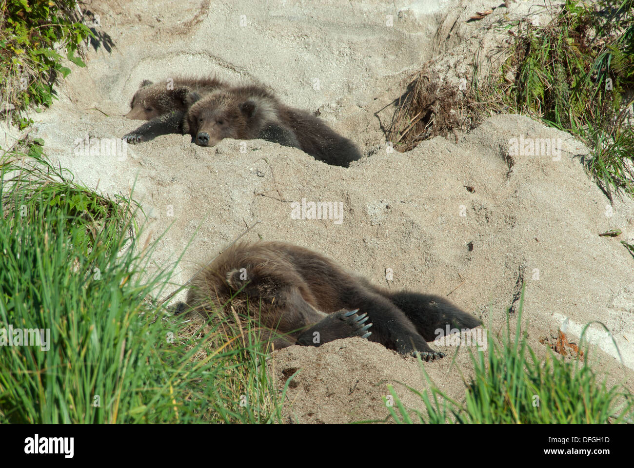 Brownbear sow and twin cubs sleeping in daybeds dug in sandy hillside, Kinak Bay, Katmai NP. Alaska Stock Photo