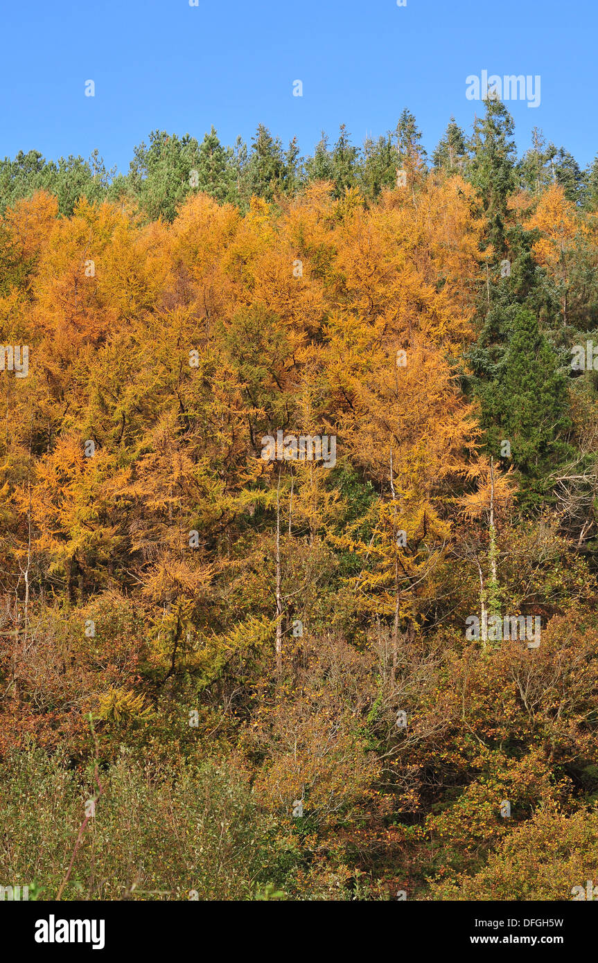 Larch trees in the Ystwyth valley show their autumn colours on a bright, sunny day in November. Stock Photo
