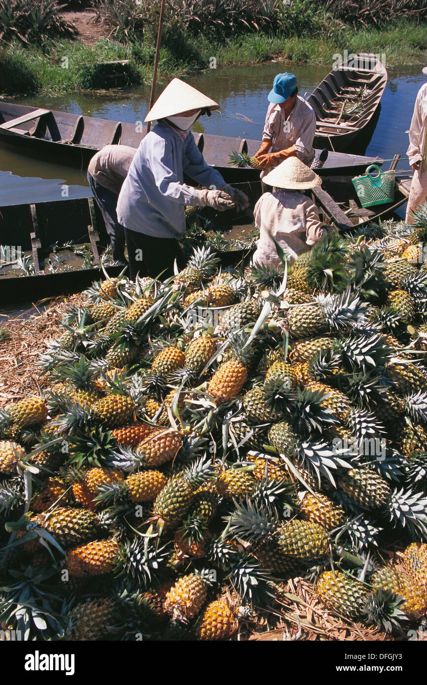 Pineapple plantation near Tan Hiep. Mekong Delta. Vietnam Stock Photo