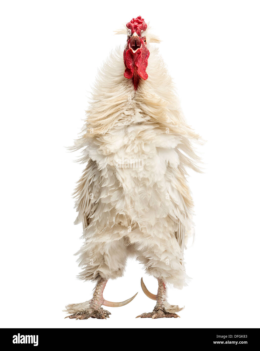 Curly feathered rooster against white background Stock Photo - Alamy
