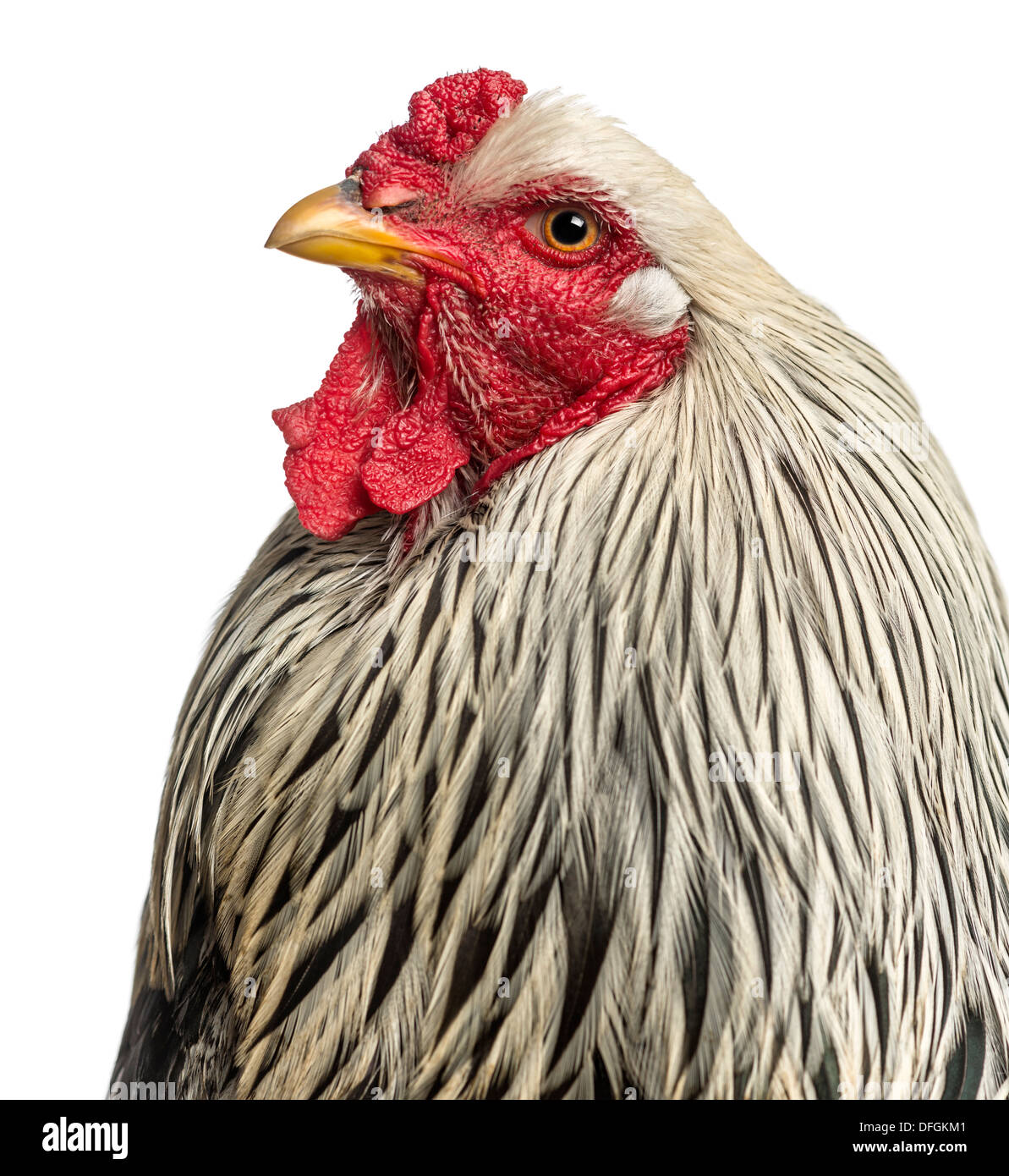 Close up of a Brahma Rooster against white background Stock Photo