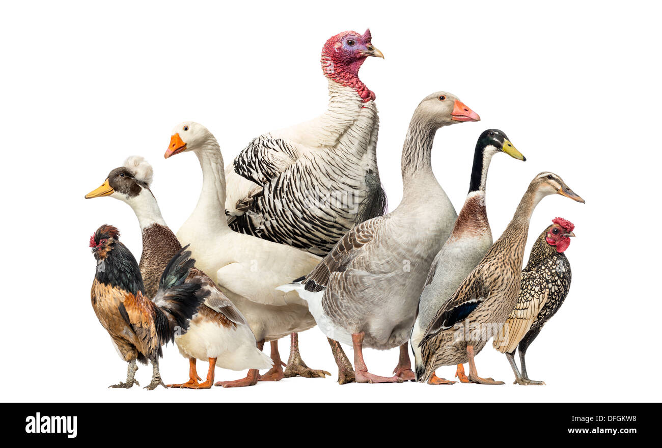 Group of Ducks, Geese, Turkey and Chickens in front of white background Stock Photo