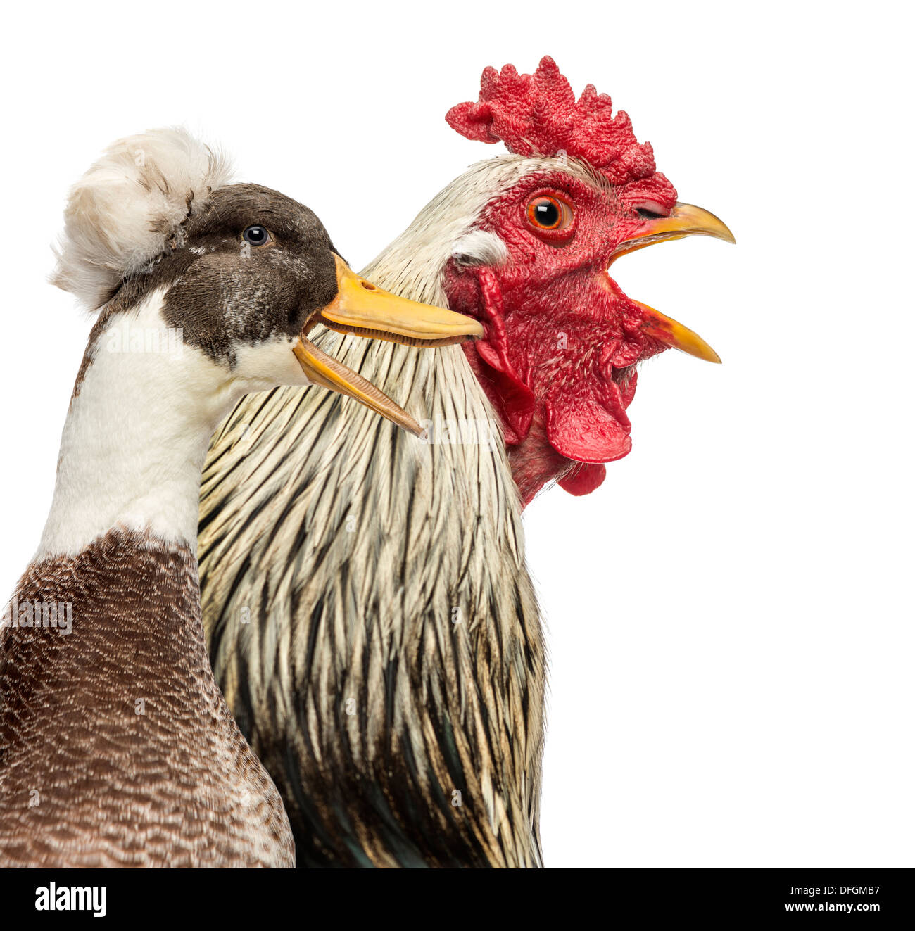 Close-up of a Brahama rooster and a Crested duck quacking in front of white background Stock Photo