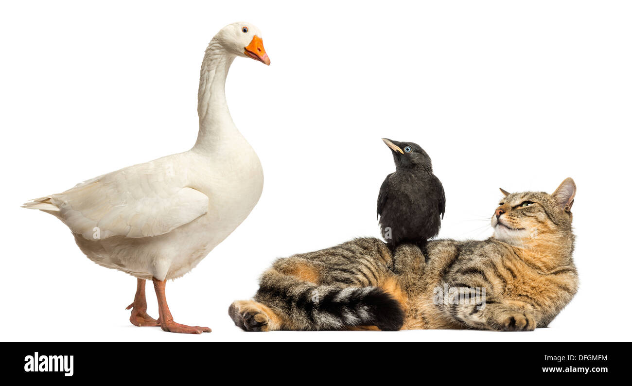 Domestic goose looking down at Western Jackdaw, Corvus monedula, perched on cat, against white background Stock Photo
