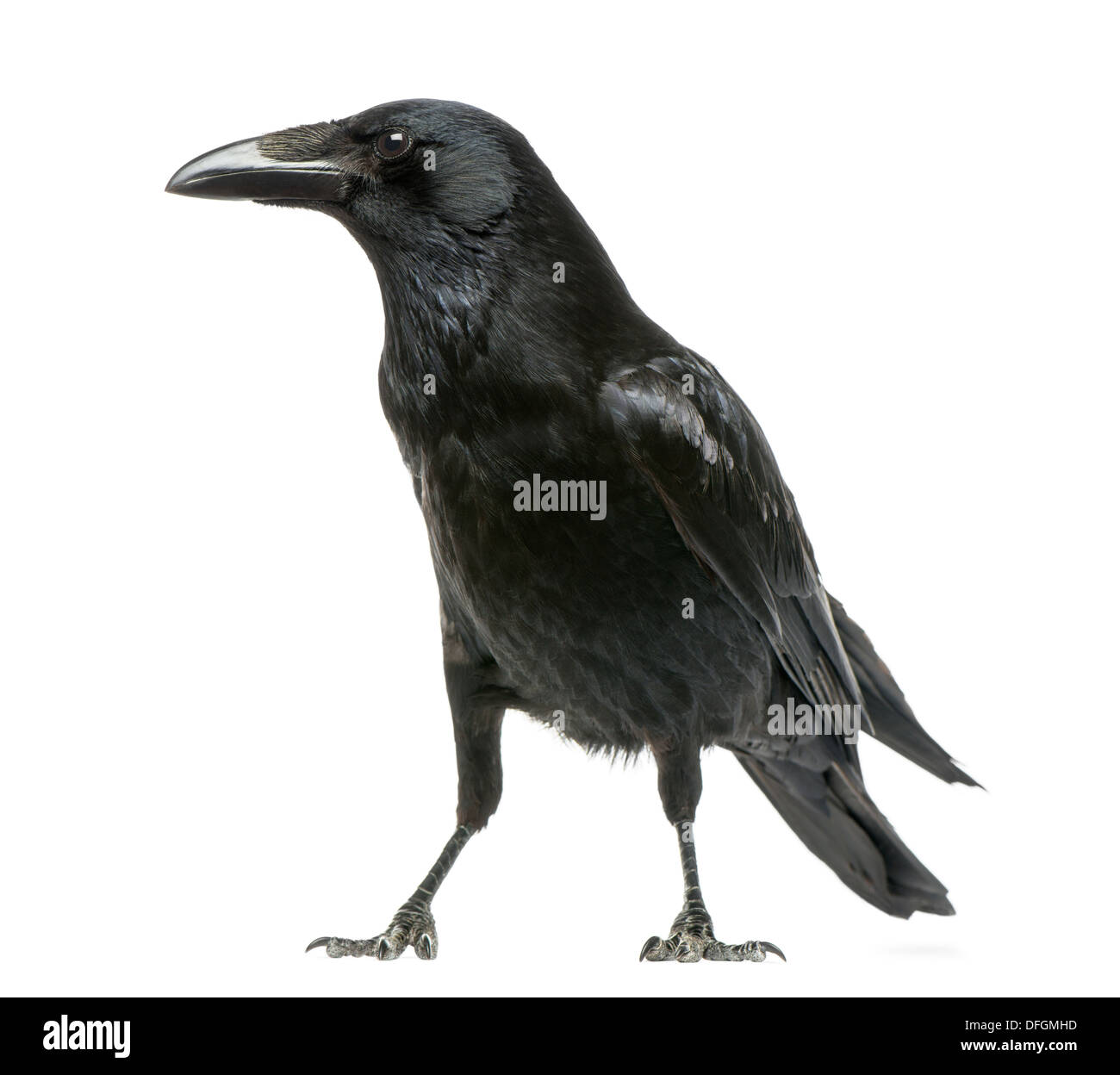 Crow Cut Out High Resolution Stock Photography and Images Alamy