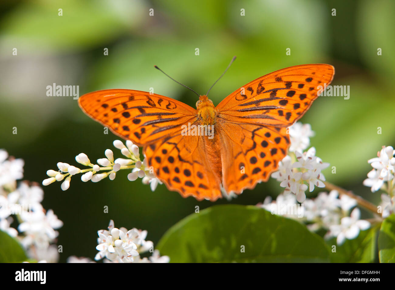 Silver-washed fritillary butterfly (Argynnis paphia) Stock Photo