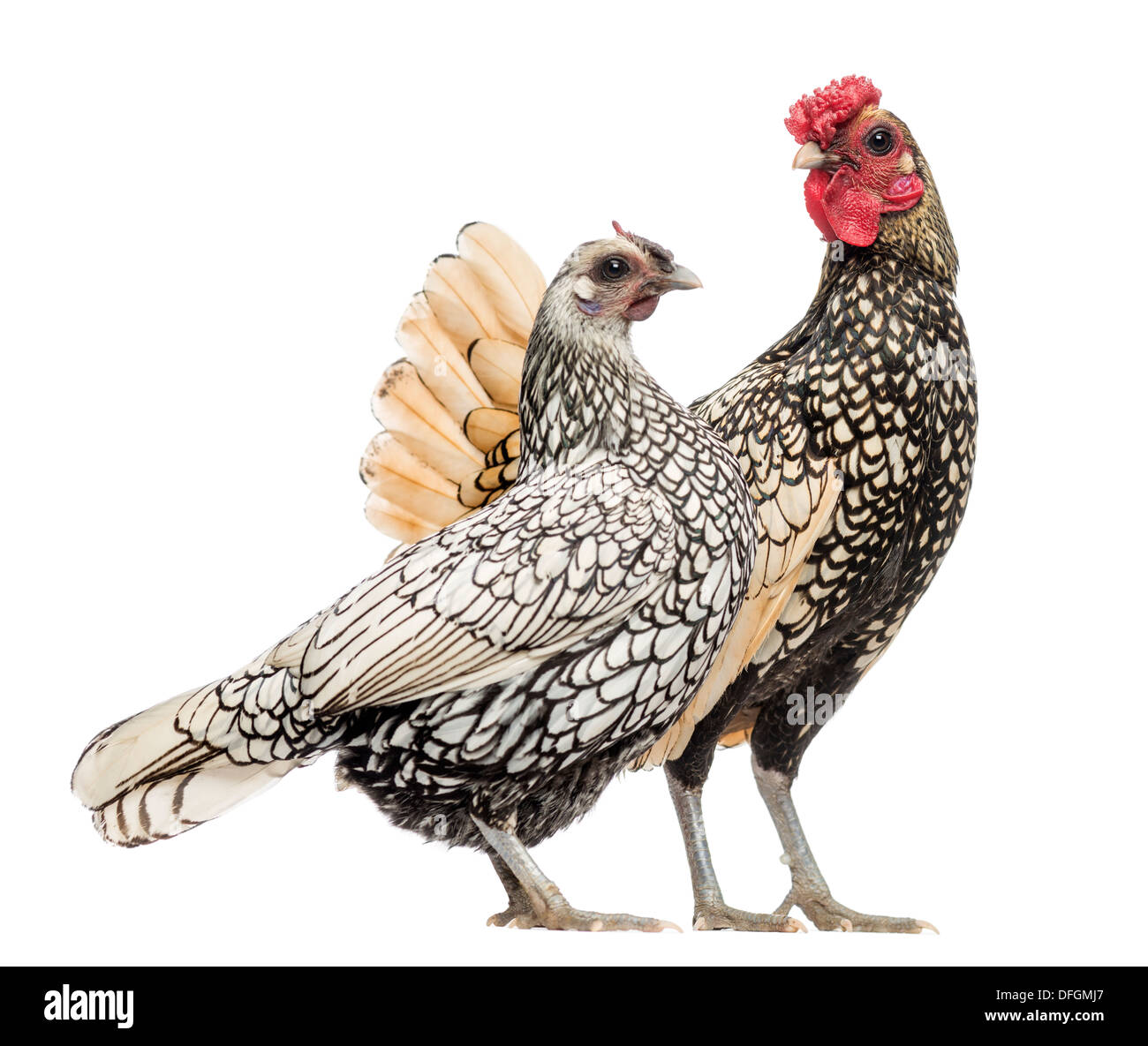 Golden Sebright Bantam rooster and silver Sebright bantam hen in front of white background Stock Photo