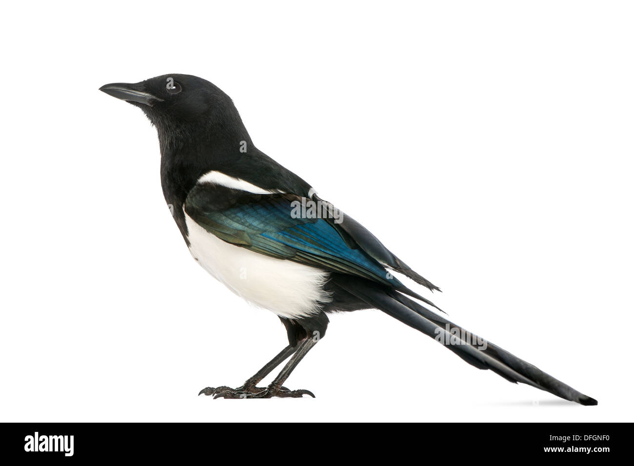 Side view of a Common Magpie, Pica pica, against white background Stock Photo