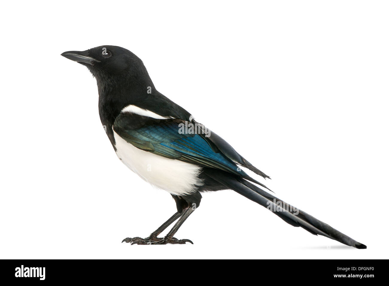 Magpie Gamer