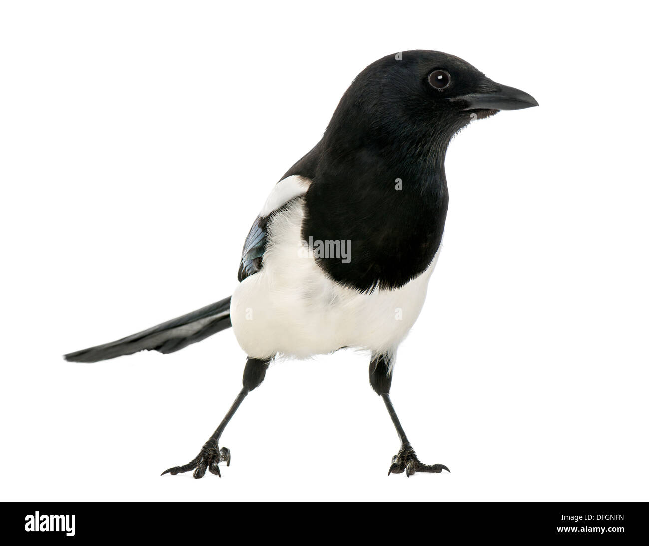Common Magpie, Pica pica,  against white background Stock Photo