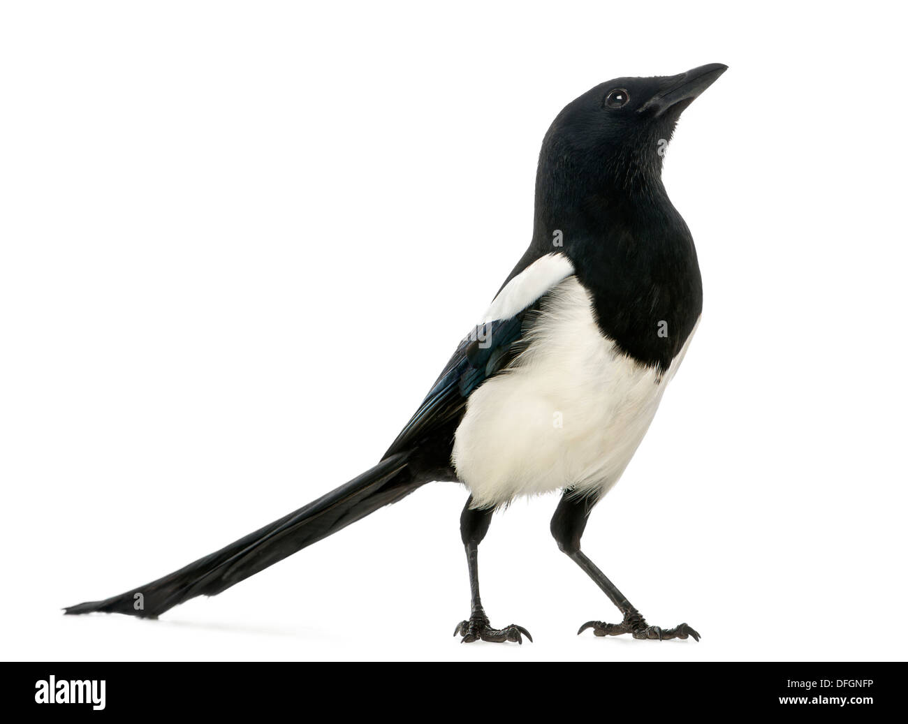 Common Magpie looking up, Pica pica,  against white background Stock Photo