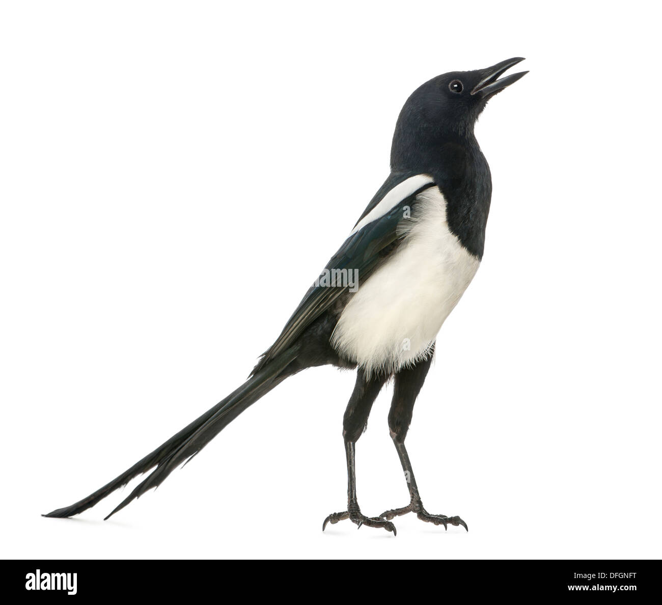 Common Magpie chattering, upright, Pica pica, against white background Stock Photo