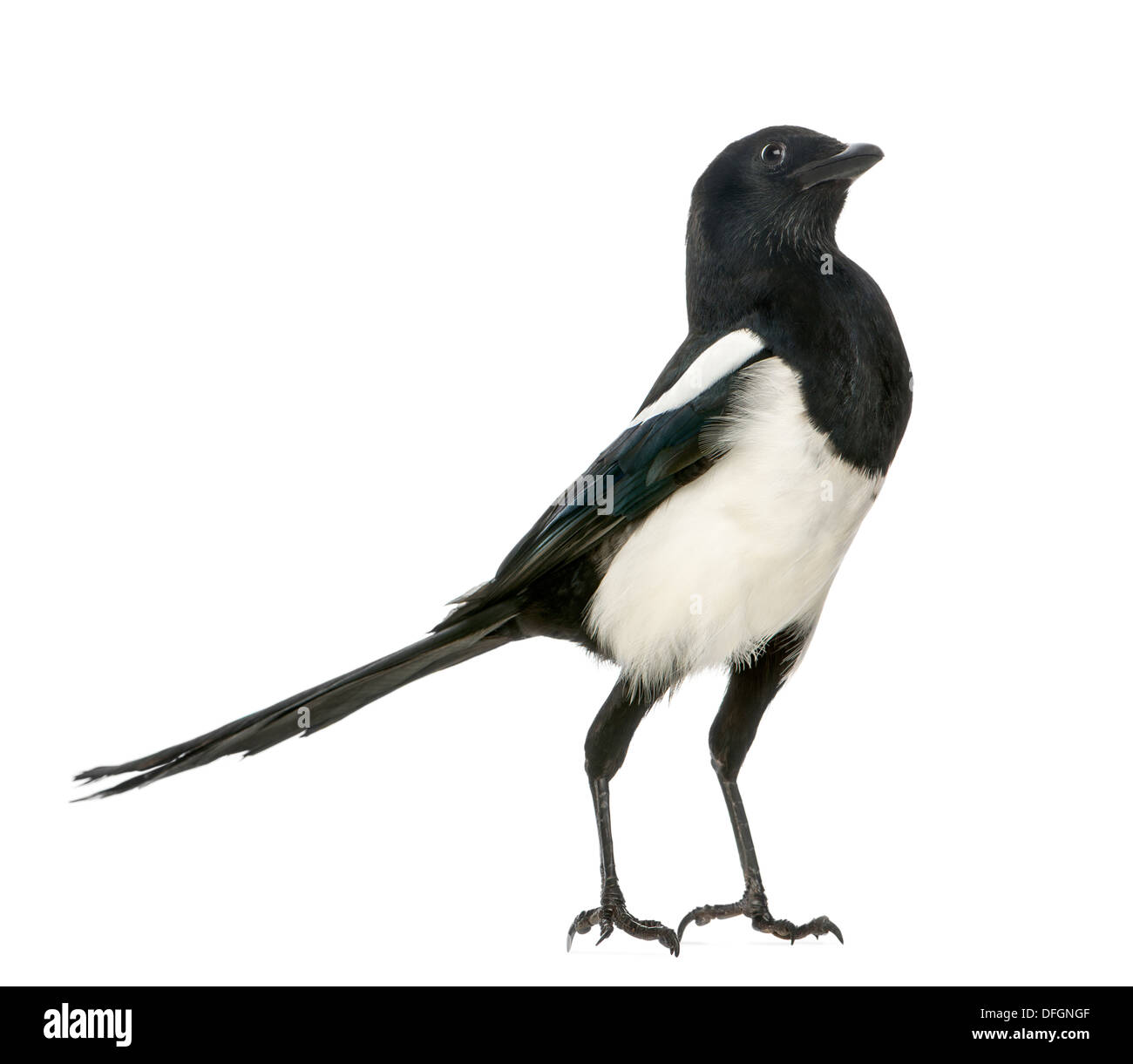 Common Magpie upright looking up, Pica pica, against white background Stock Photo