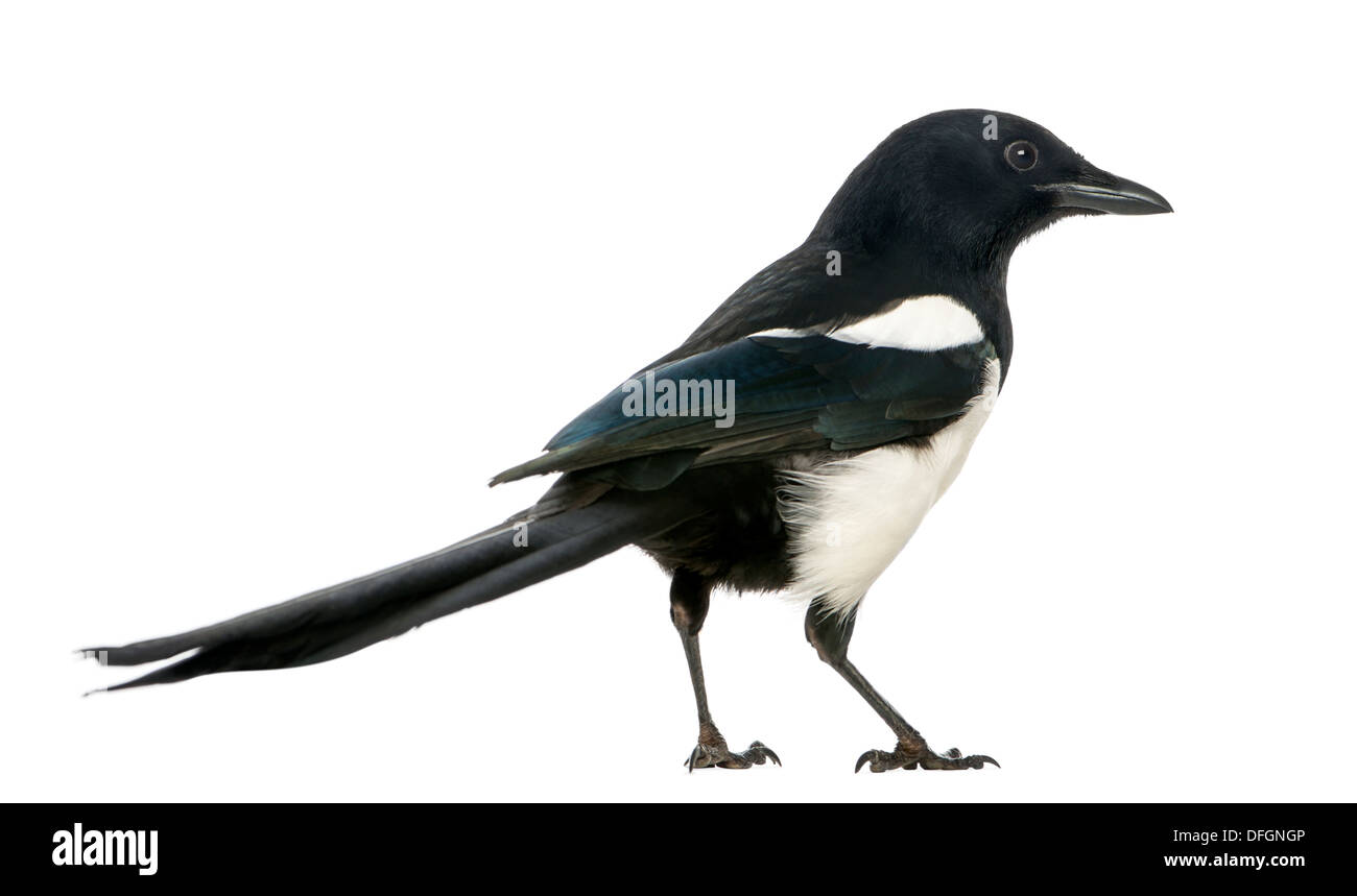 Common Magpie, Pica pica,  against white background Stock Photo