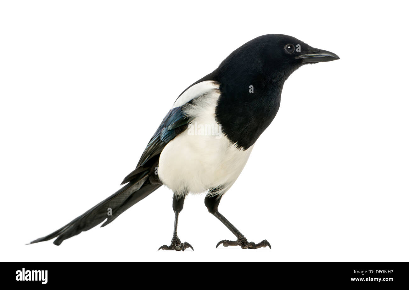 Side view of a Common Magpie, Pica pica, against white background Stock Photo