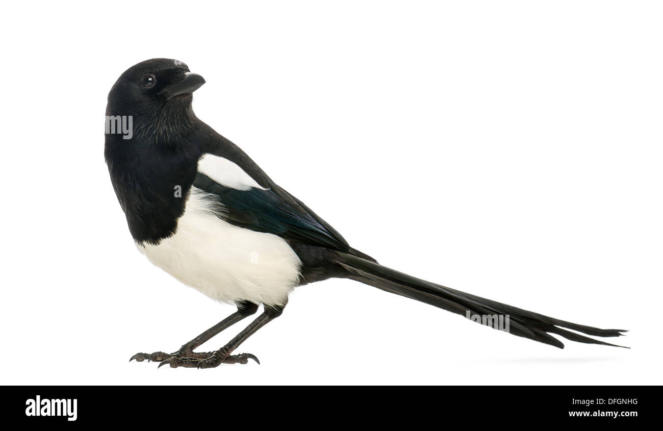Common Magpie, Pica pica, against white background Stock Photo