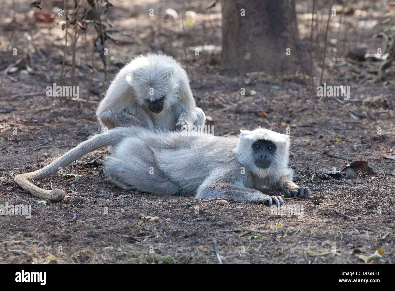 Southern Plains Gray Langurs (Semnopithecus dussumieri) - Corbett National Park, India. Stock Photo