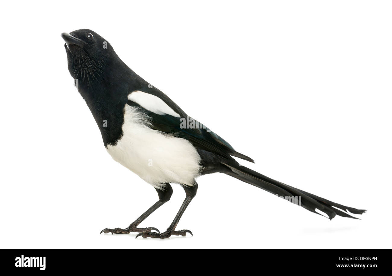 Common Magpie, Pica pica, against white background Stock Photo