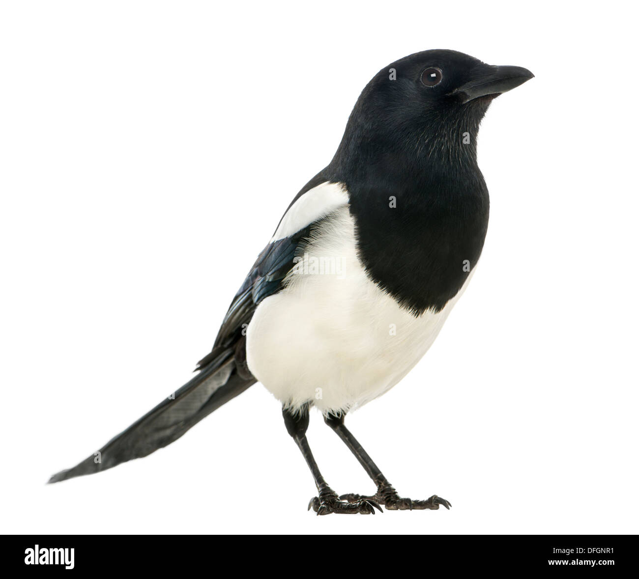 Common Magpie, Pica pica, against white background Stock Photo