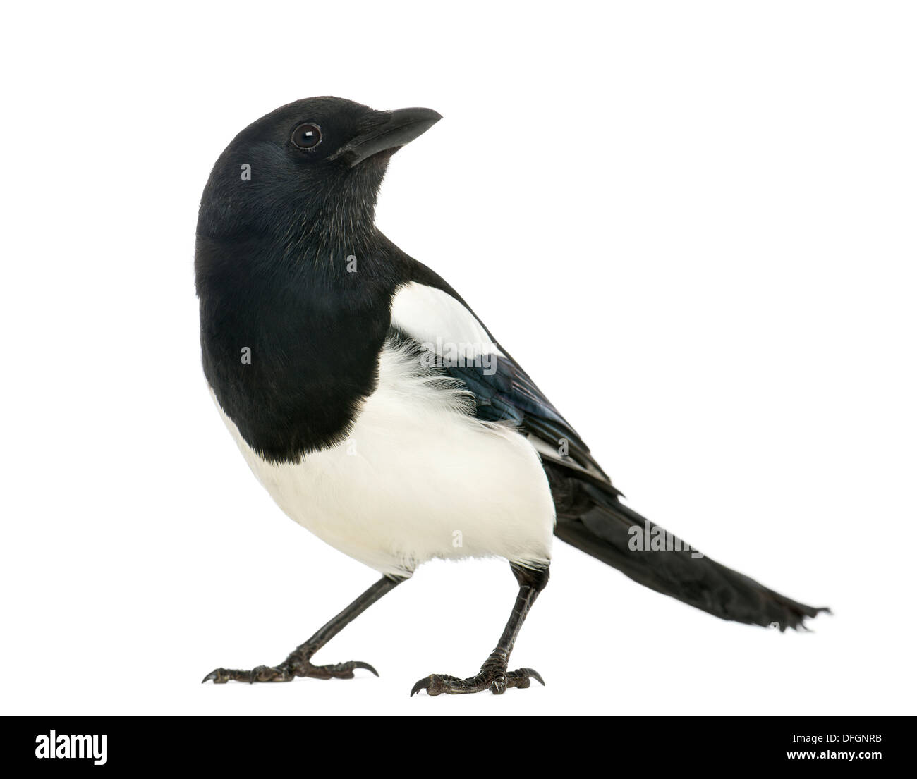 Common Magpie, Pica pica, against white background Stock Photo