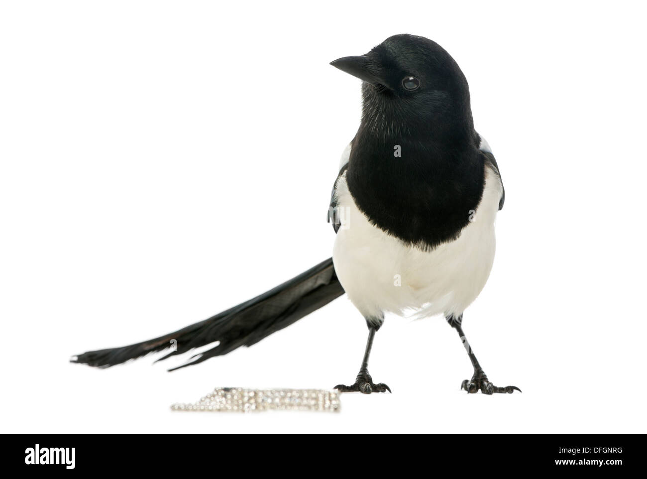 Common Magpie with jewelery, Pica pica, against white background Stock Photo