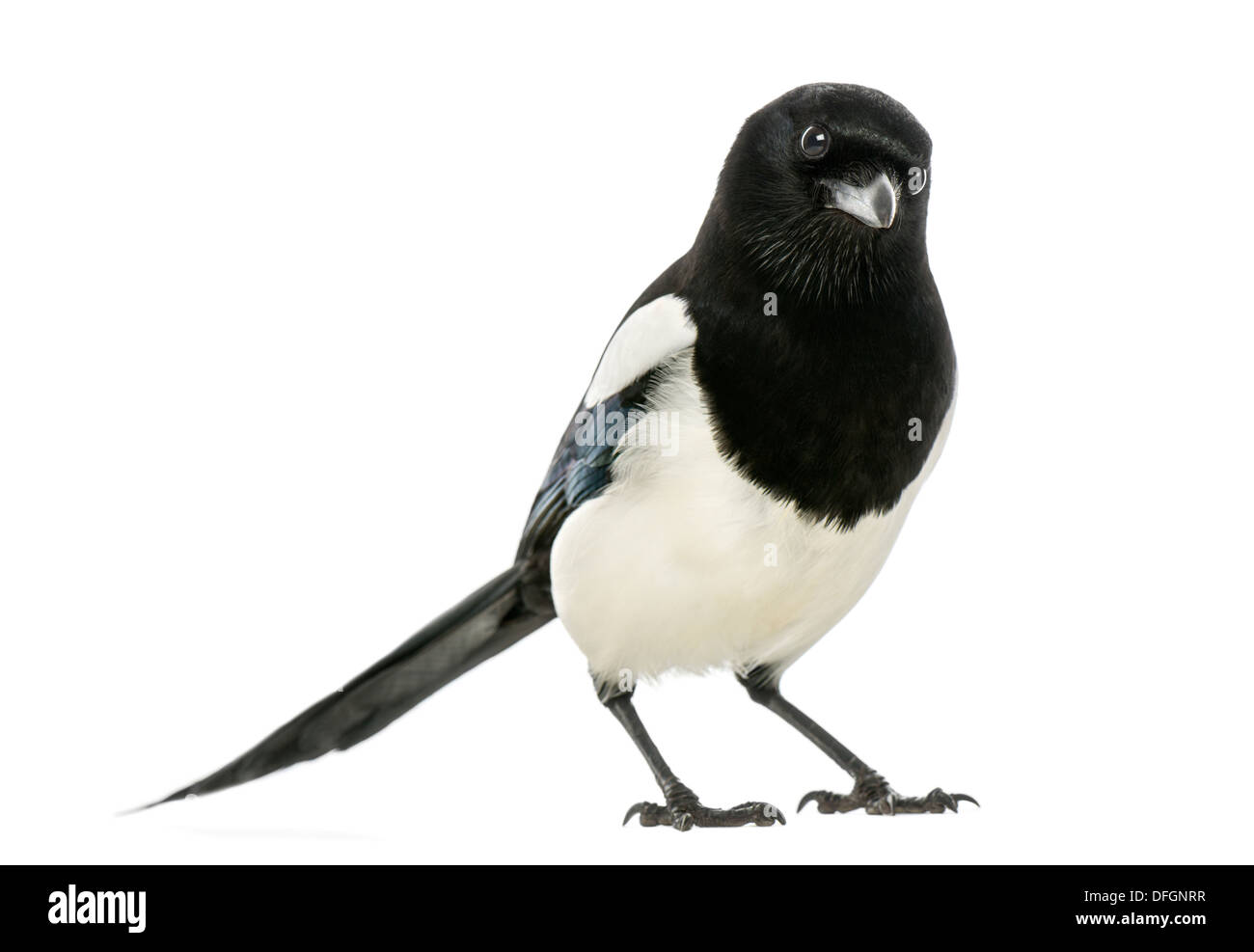 Common Magpie, Pica pica, against white background Stock Photo