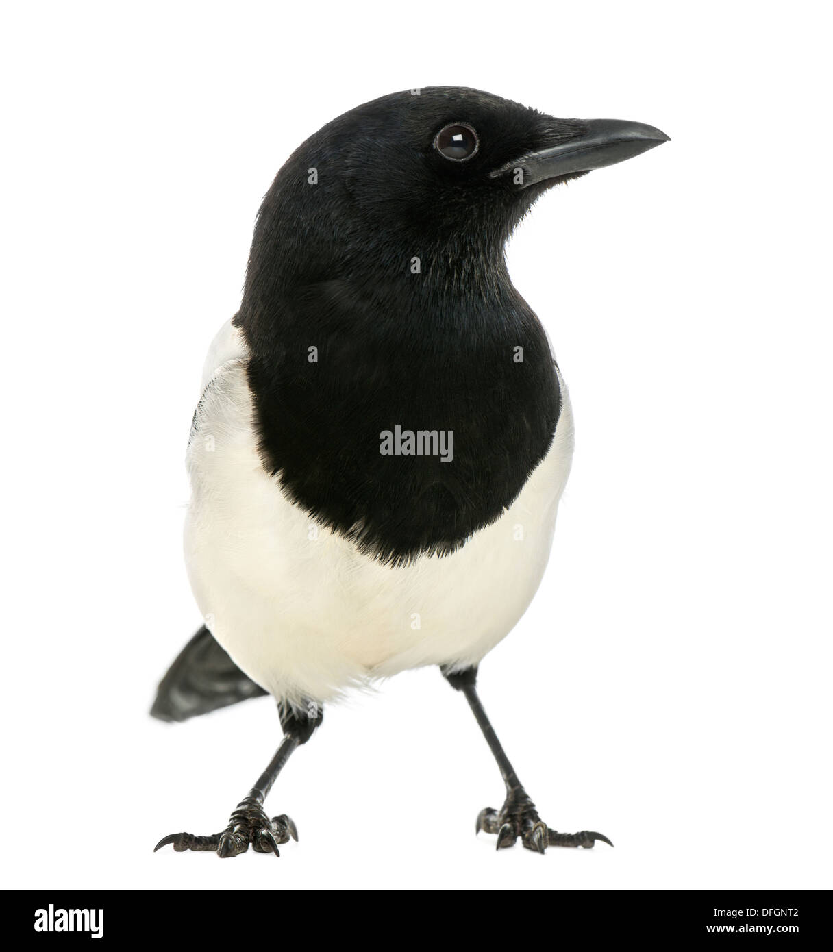 Common Magpie, Pica pica, against white background Stock Photo