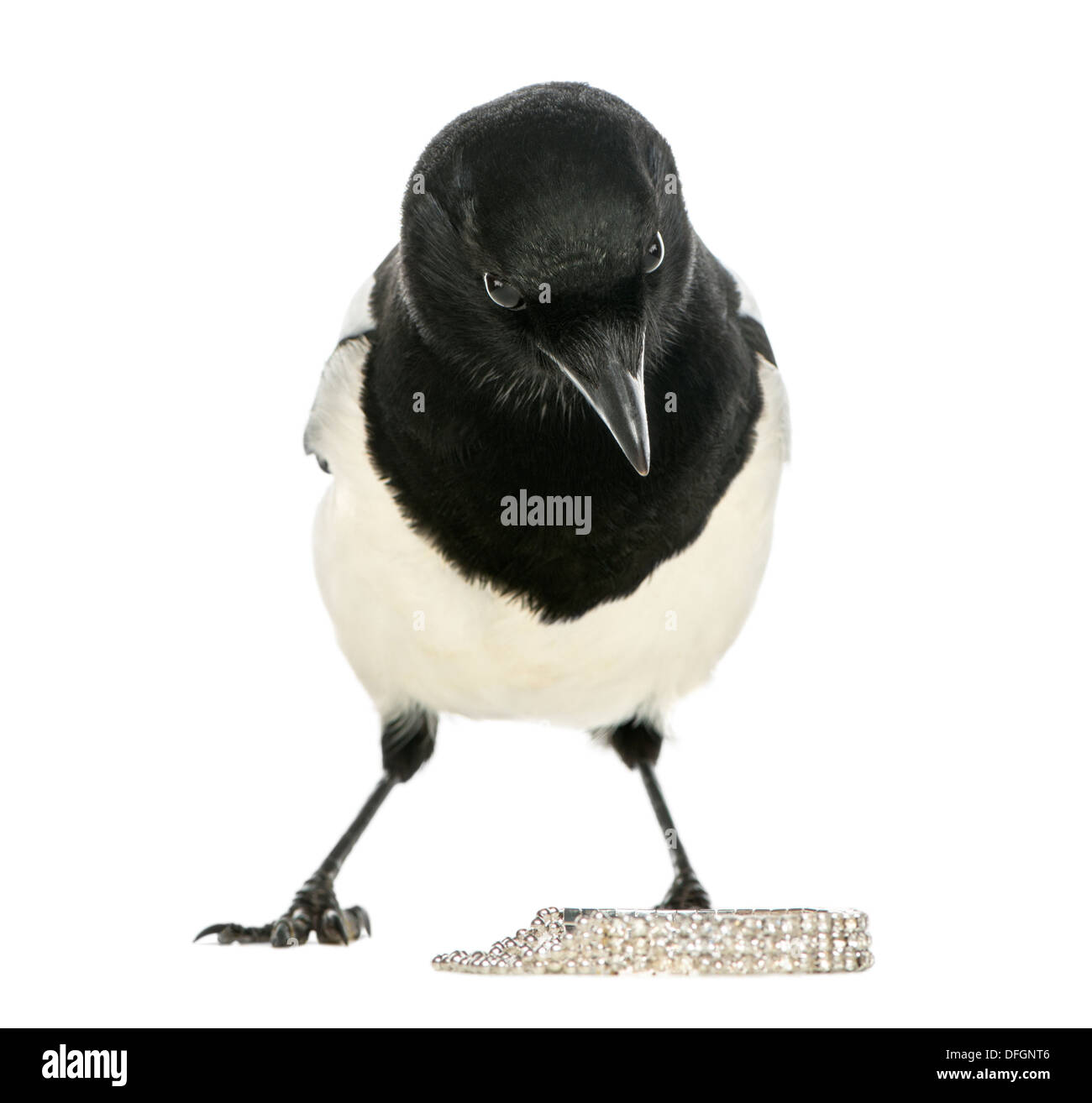 Furious Common Magpie standing over jewelry, Pica pica, against white background Stock Photo