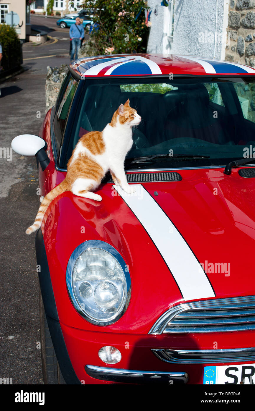 Cat on bonnet hi-res stock photography and images - Alamy